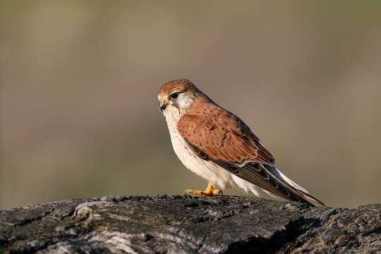 Image of Australian Kestrel