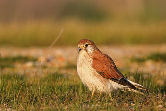 Image of Australian Kestrel