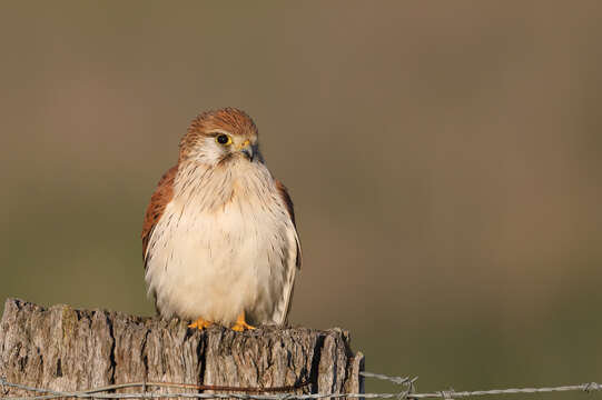 Image of Australian Kestrel