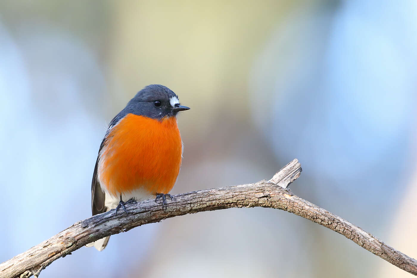 Image of Flame Robin