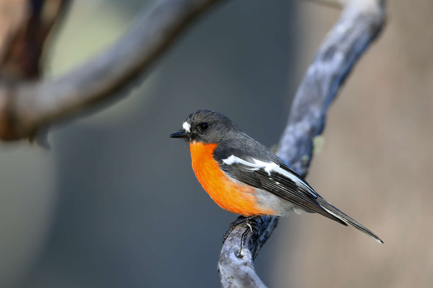 Image of Flame Robin