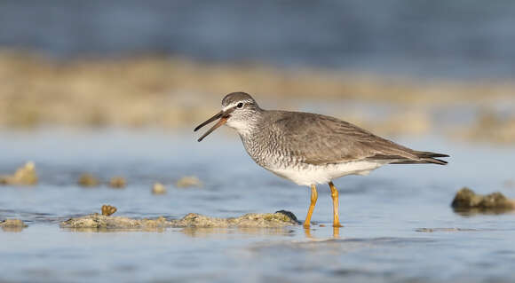 Image of Gray-tailed Tattler