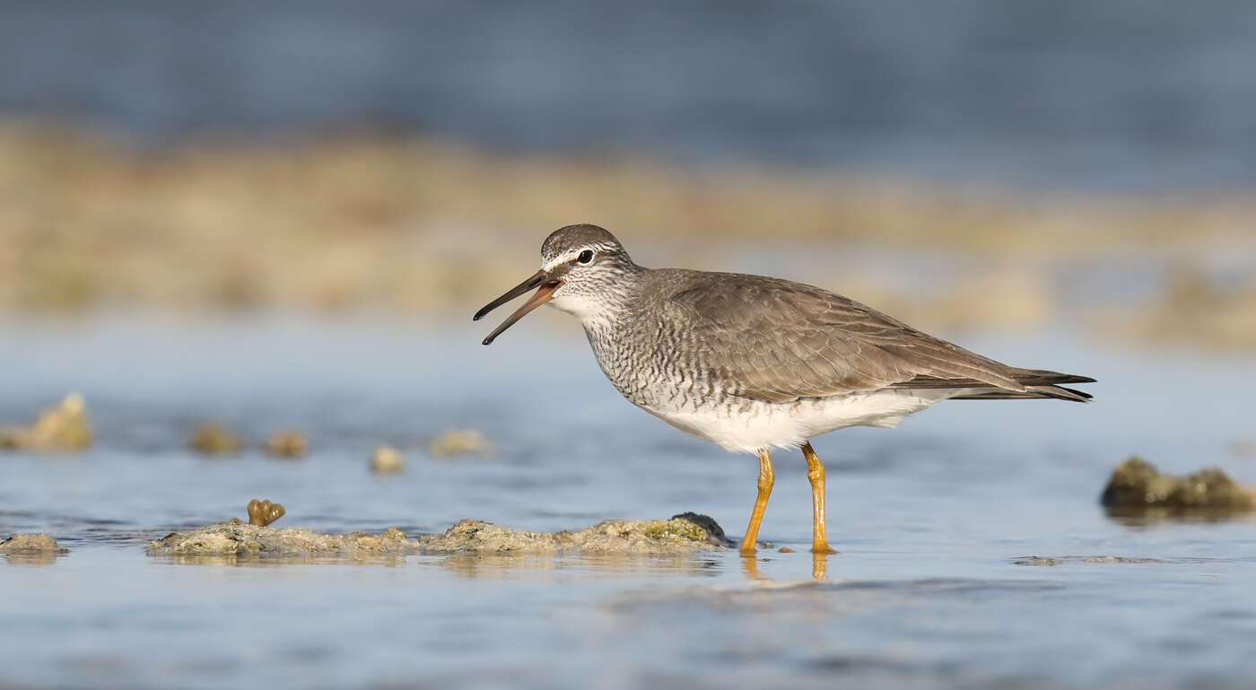 Image of Gray-tailed Tattler