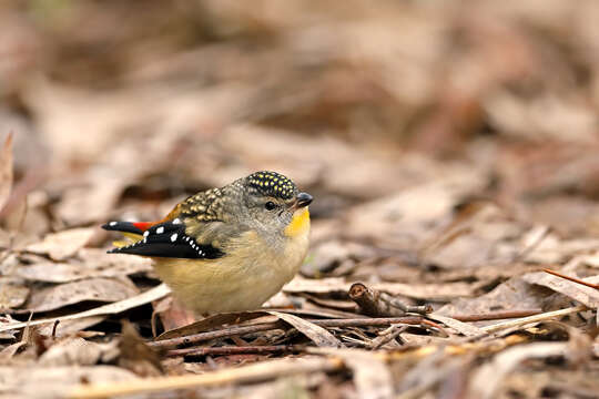 Image of Spotted Pardalote