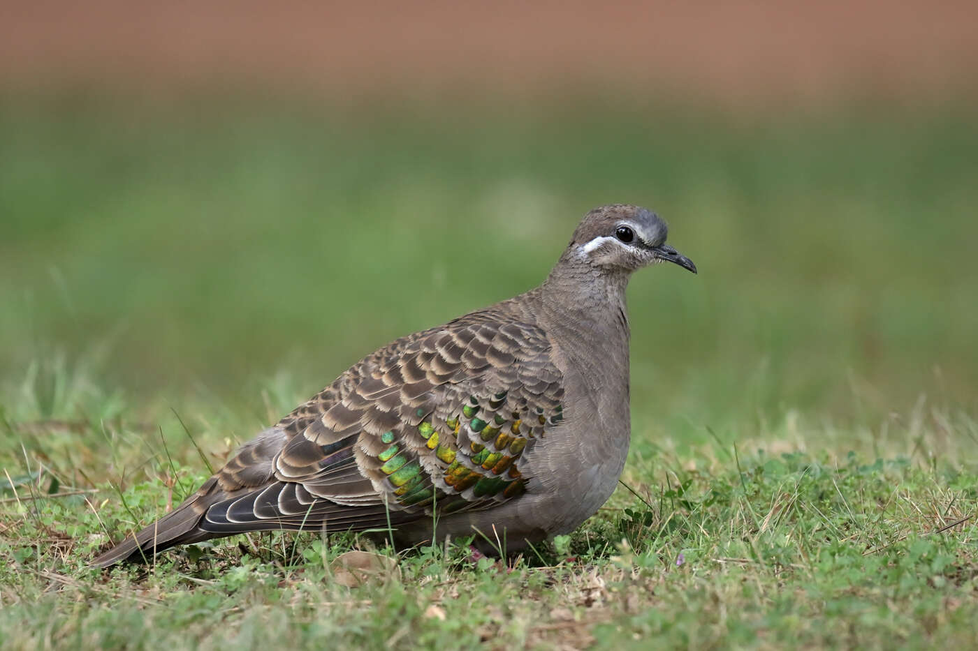 Image of Common Bronzewing