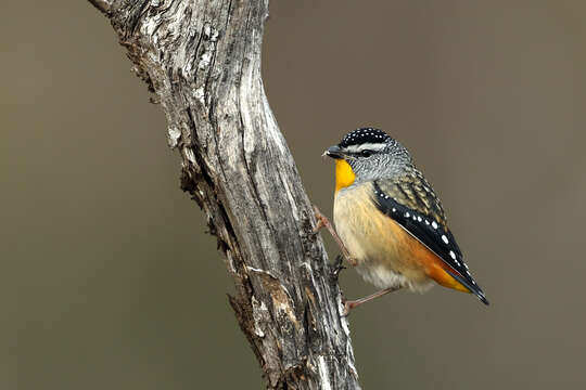 Image of Spotted Pardalote