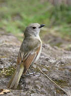 Image of Lord Howe Golden Whistler