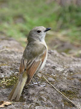 Pachycephala pectoralis contempta Hartert 1898的圖片