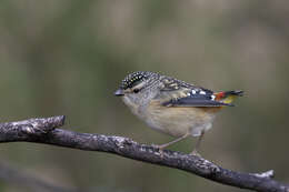 Imagem de Pardalotus punctatus (Shaw 1792)