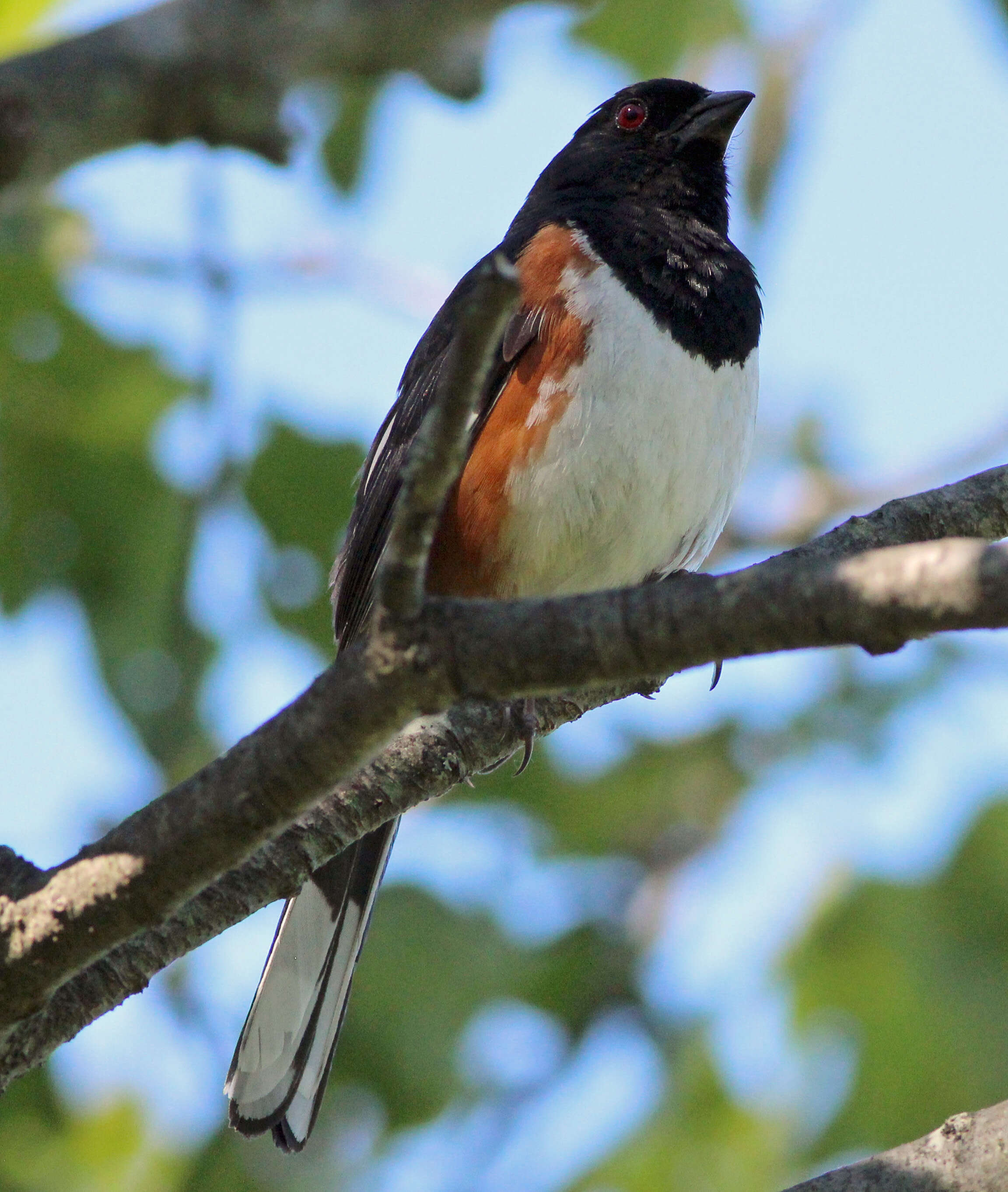 Image of Eastern Towhee