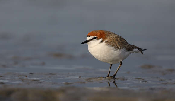 Image of Red-capped Dotterel