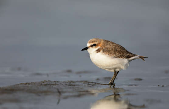 Image of Red-capped Dotterel