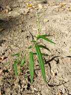 Image of Pygmy Smartweed