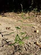 Image of Pygmy Smartweed