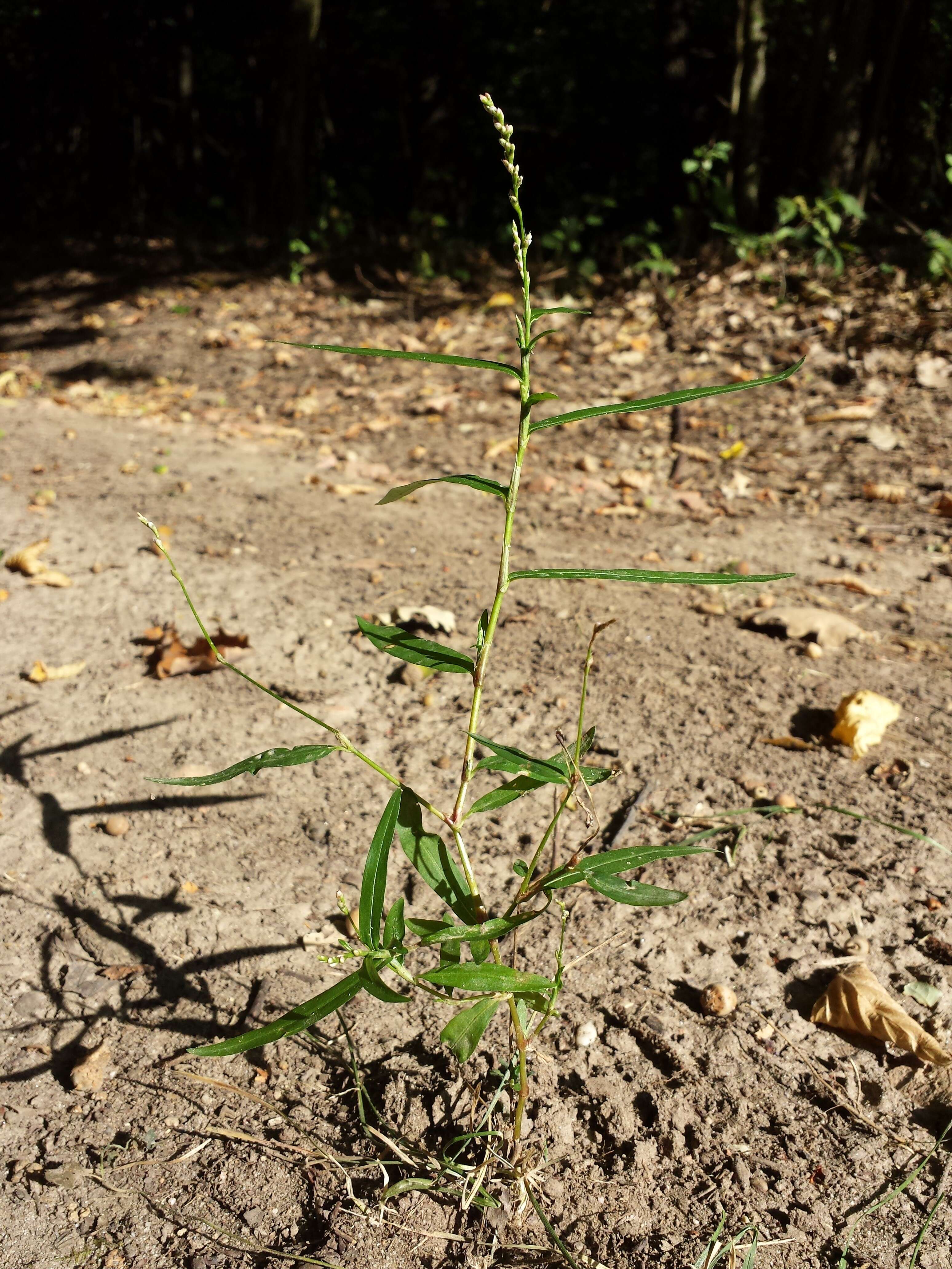 Image of Pygmy Smartweed