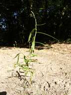 Image of Pygmy Smartweed