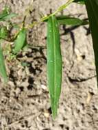 Image of Pygmy Smartweed