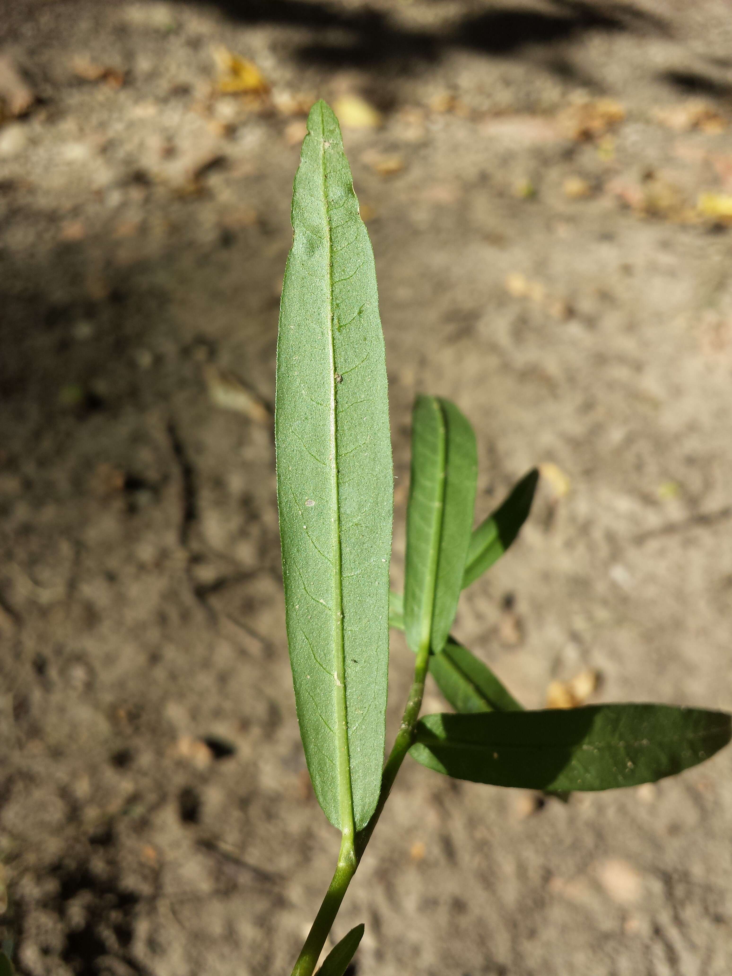 Image of Pygmy Smartweed