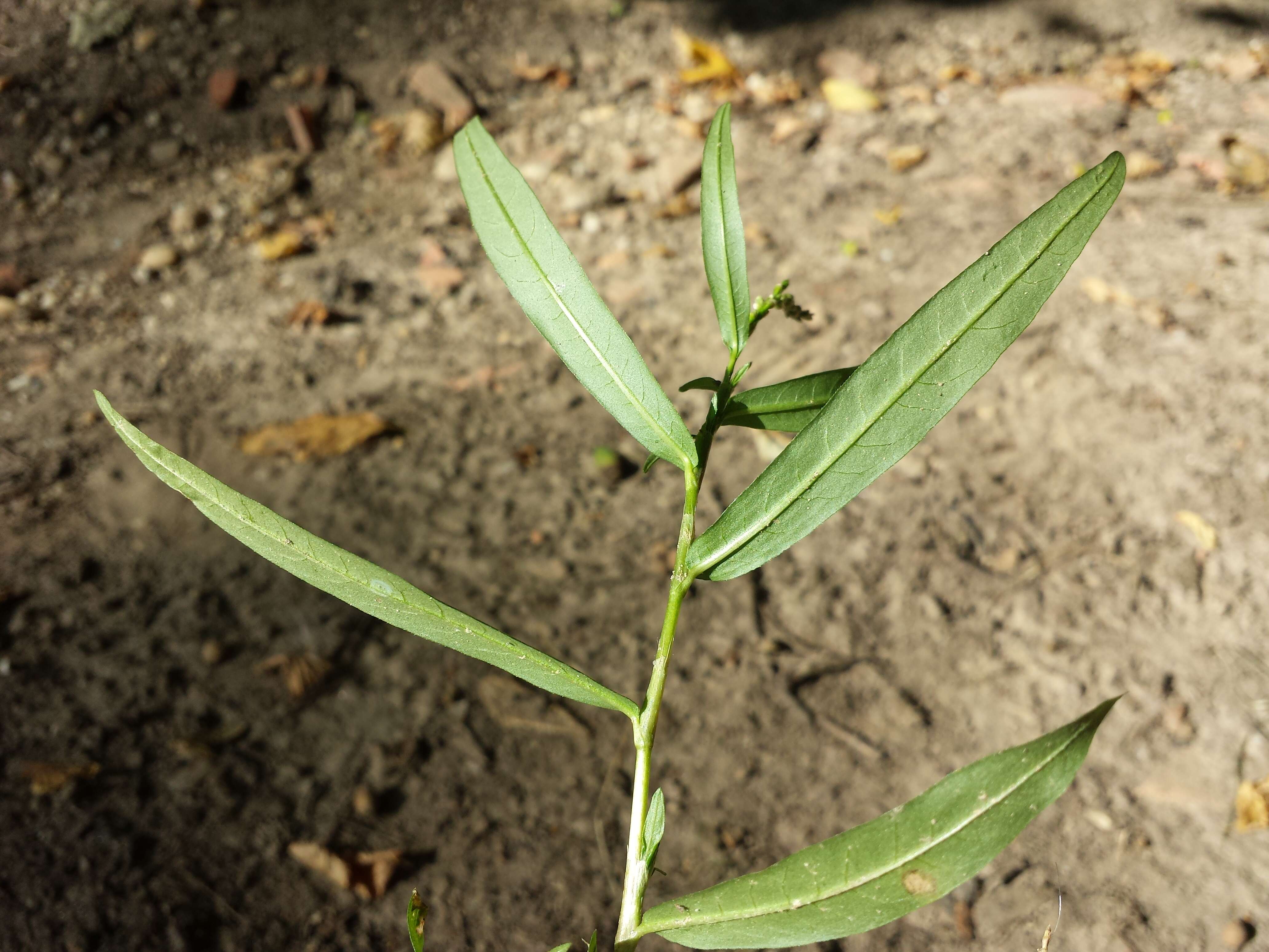 Image of Pygmy Smartweed