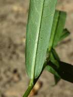 Image of Pygmy Smartweed