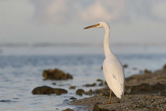 Image de Aigrette sacrée