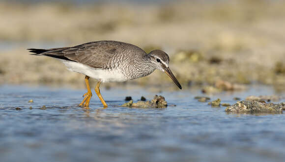 Image of Gray-tailed Tattler