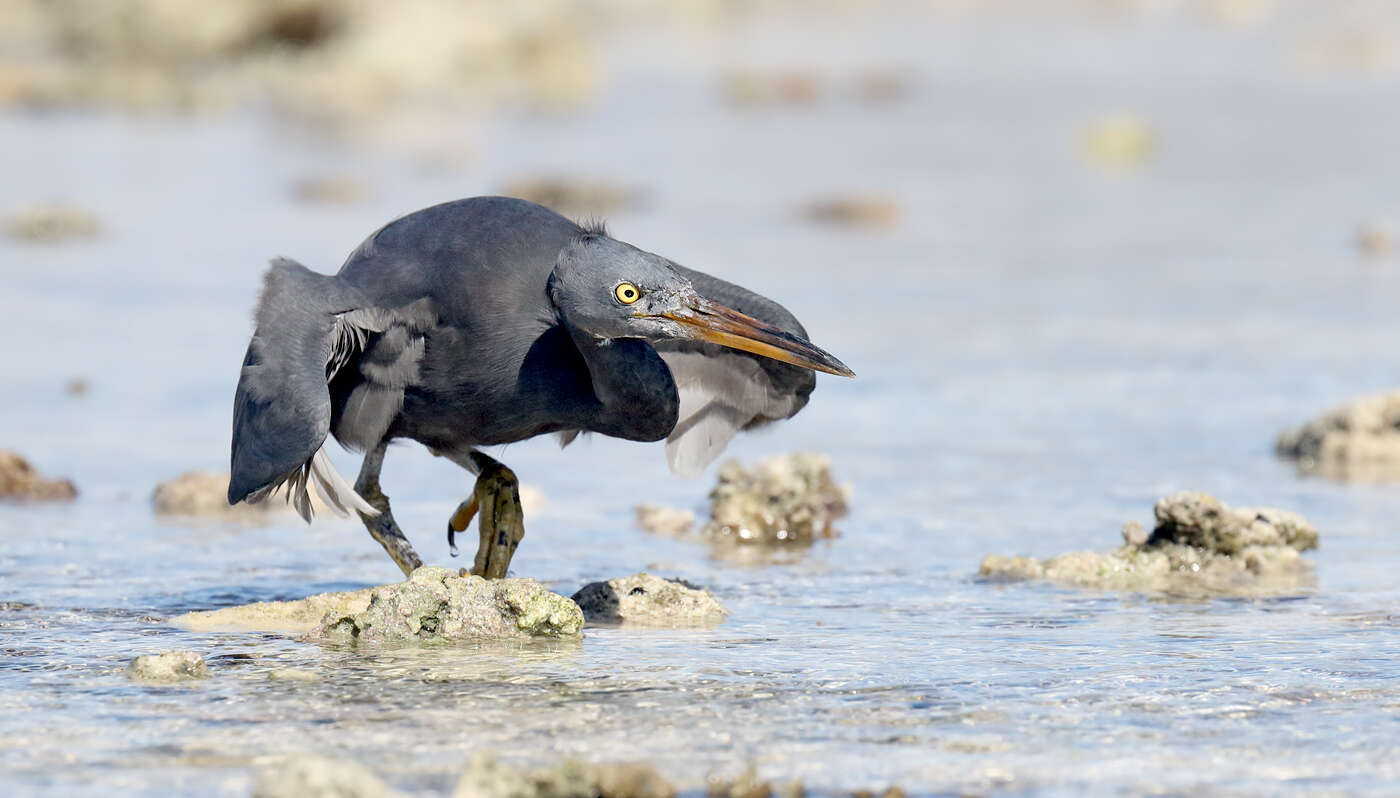 Image of Eastern Reef Egret