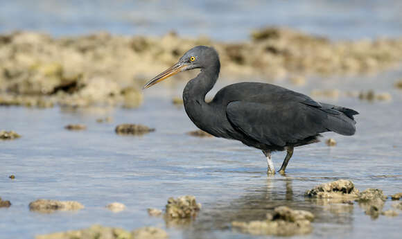 Image of Eastern Reef Egret