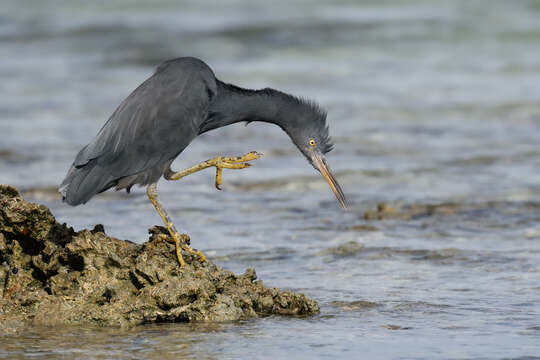 Image de Aigrette sacrée