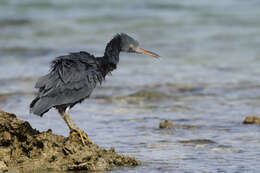 Image of Eastern Reef Egret