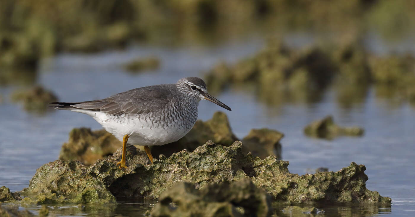 Image of Gray-tailed Tattler