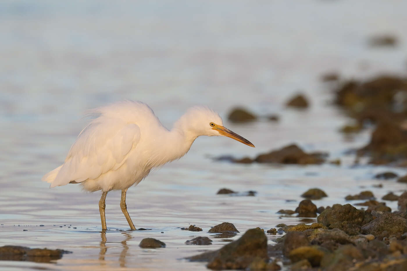 Image de Aigrette sacrée