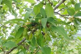 Image of Cornelian cherry dogwood