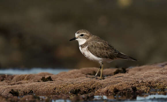 Charadrius bicinctus Jardine & Selby 1827 resmi