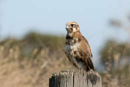 Image of Brown Falcon