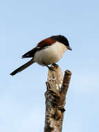 Image of Burmese Shrike