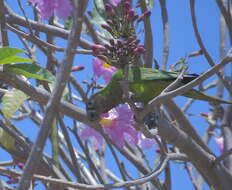 Image of Brown-throated Parakeet