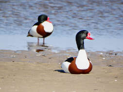 Image of shelduck, common shelduck