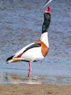 Image of shelduck, common shelduck