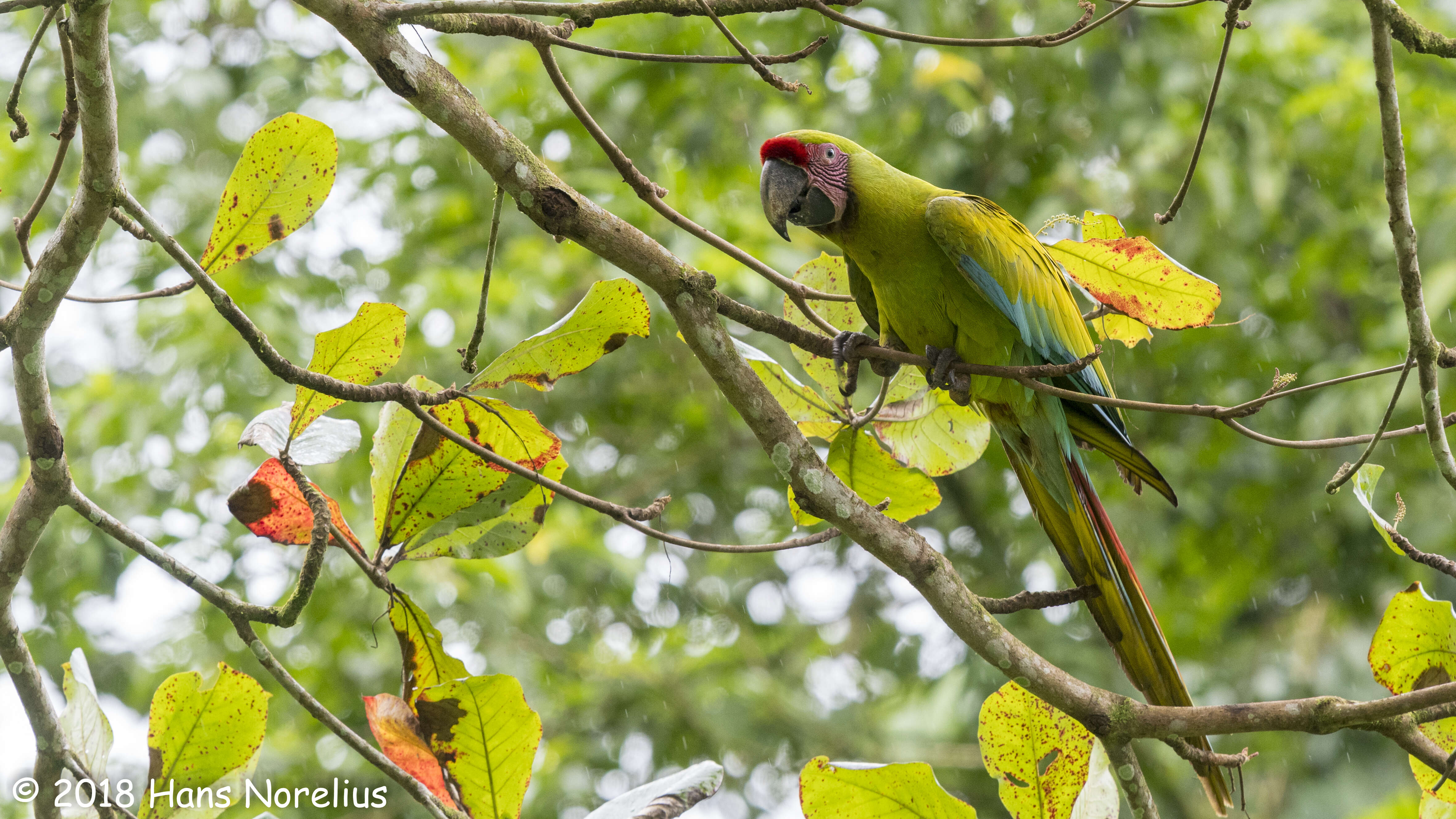 Image of Great Green Macaw