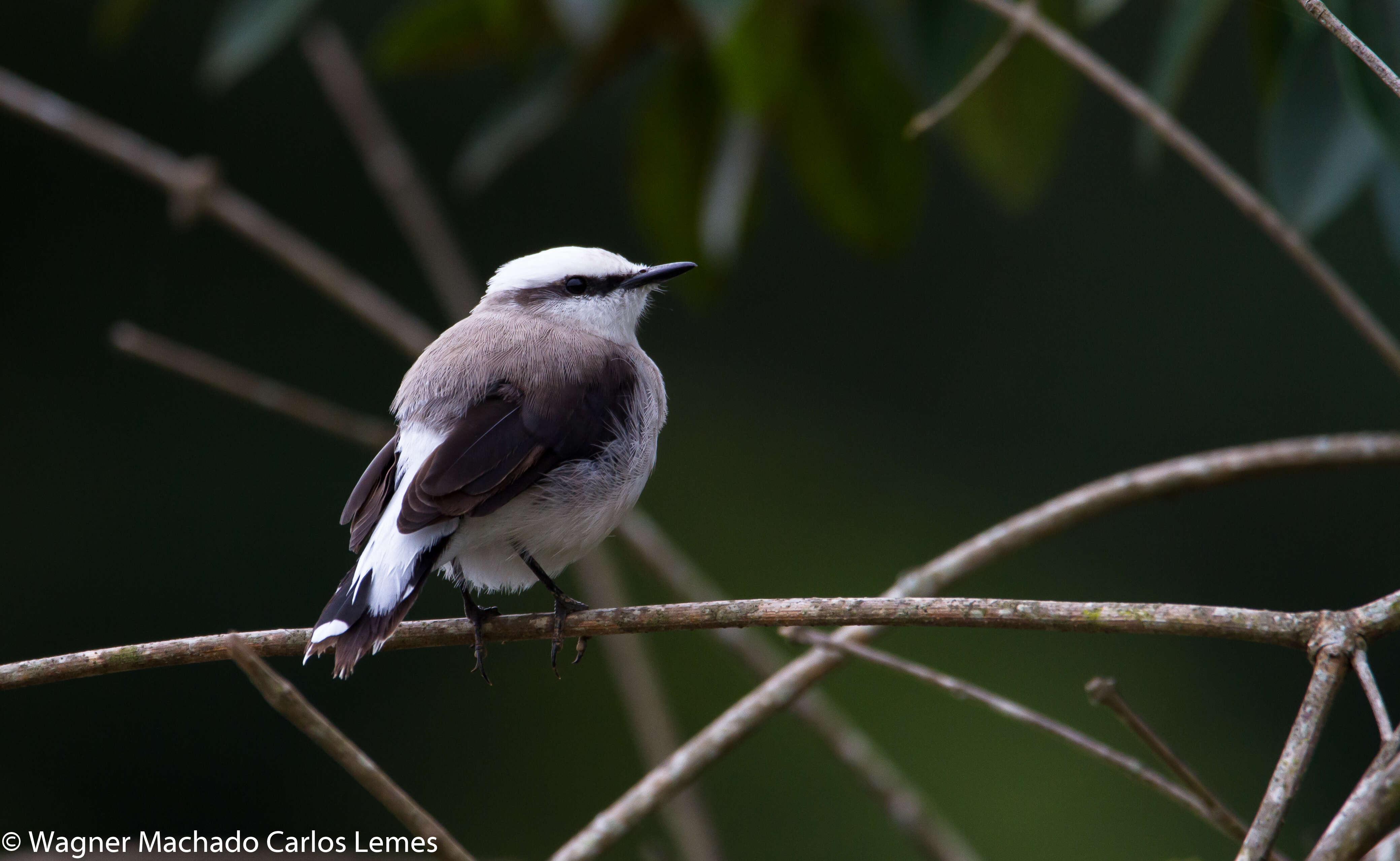 Image of Fluvicola Swainson 1827