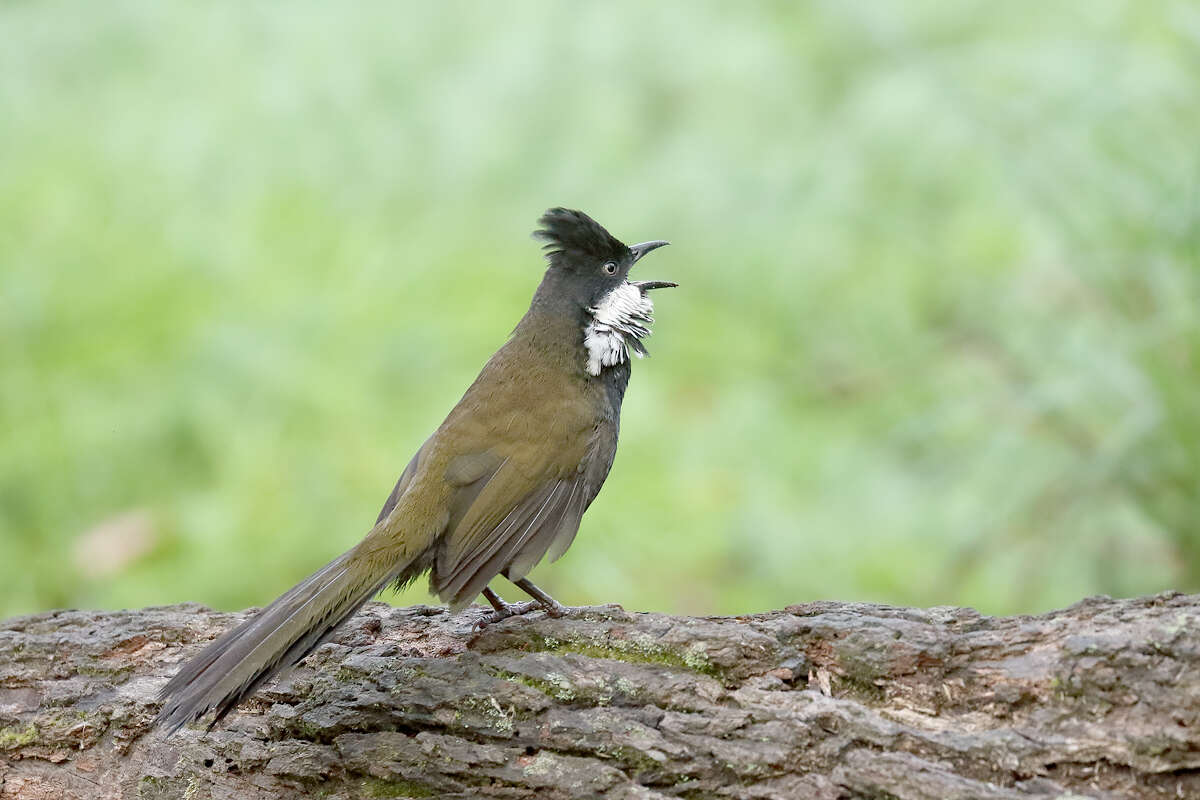 Image of Eastern Whipbird