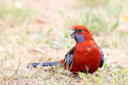 Image of Crimson Rosella