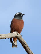 Image of White-browed Woodswallow