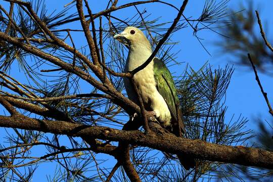 Imagem de pombo imperial verde