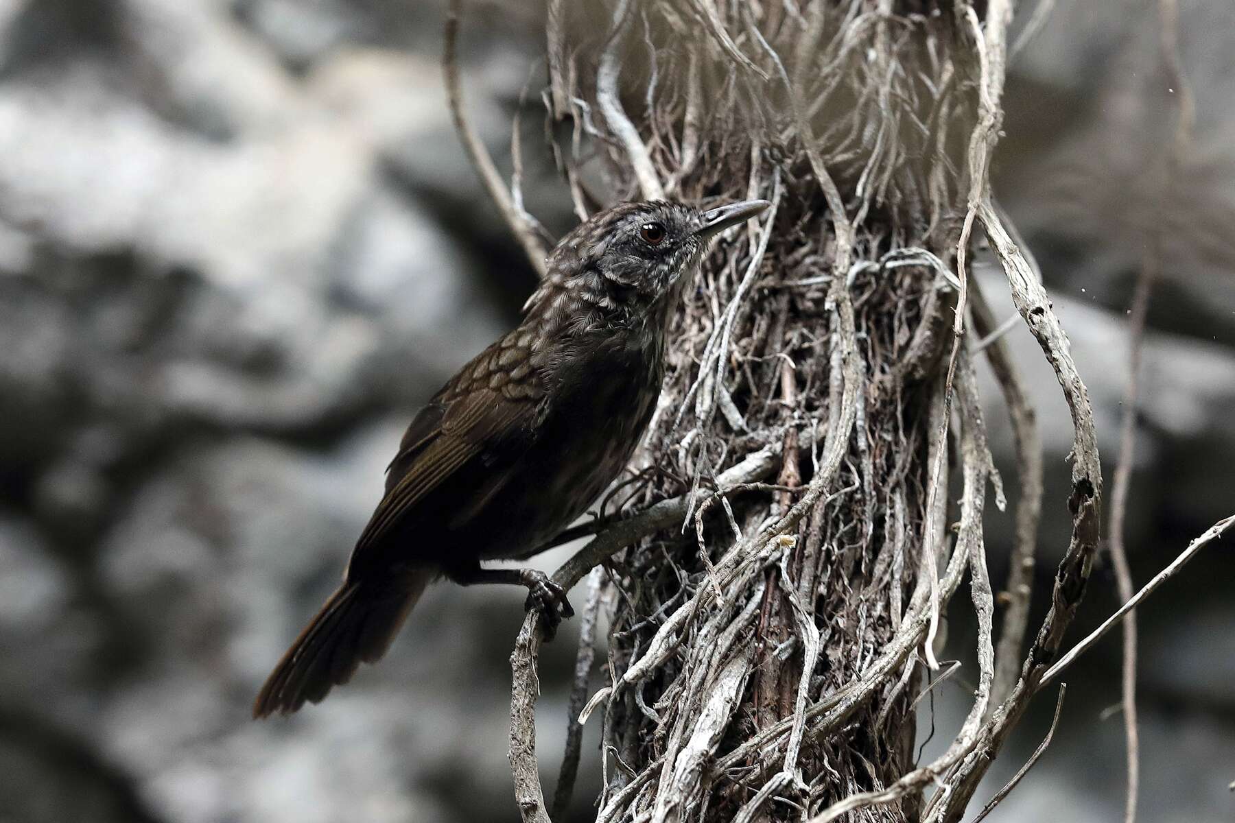 Imagem de Napothera crispifrons