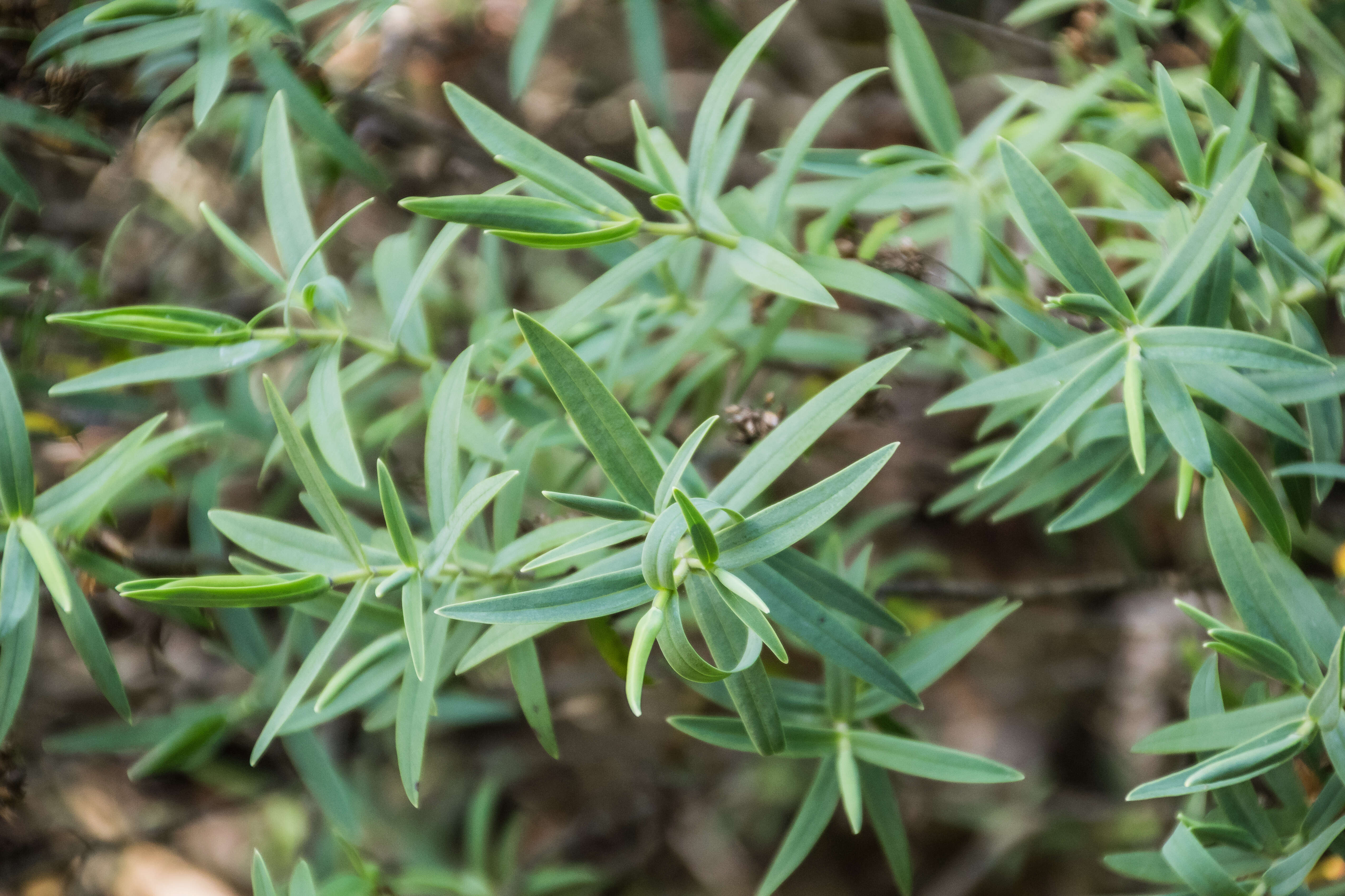 Image of Veronica albicans Petrie