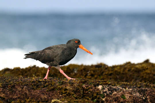 Imagem de Haematopus fuliginosus Gould 1845