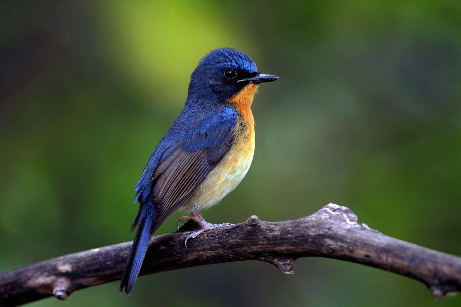 Image of Hill Blue-flycatcher