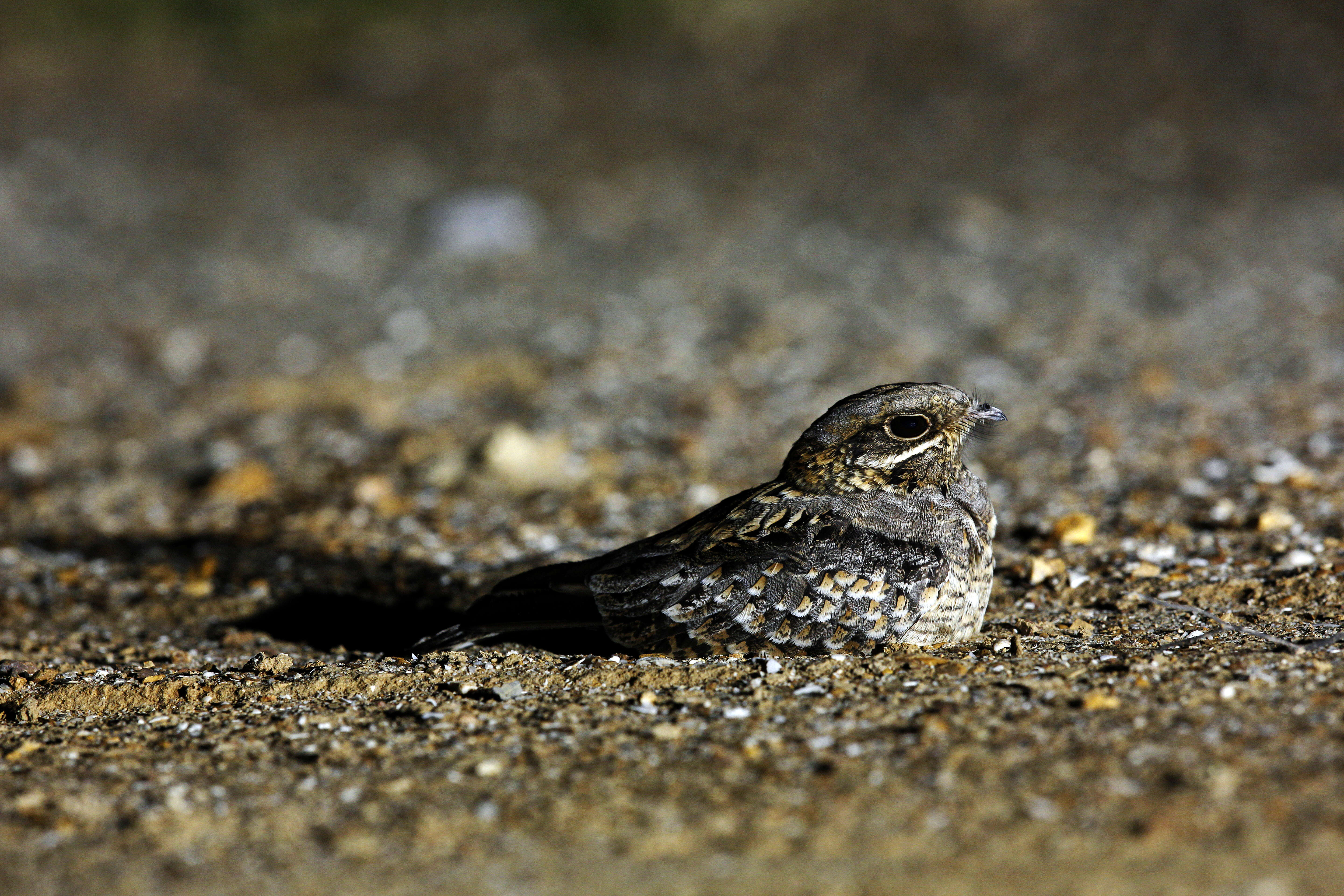 Image of Indian Nightjar